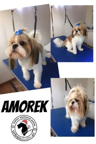 amorek
