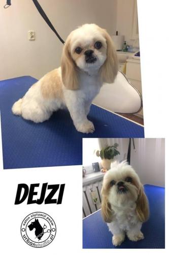 dejzi