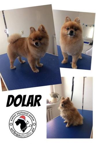 dolar