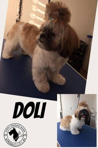 doli