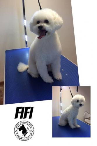 fifi