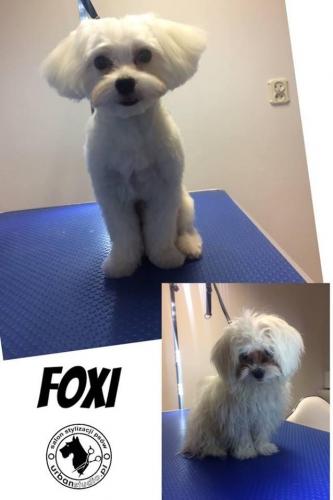 foxi