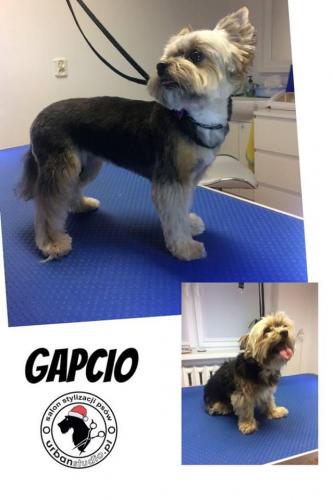 gapcio