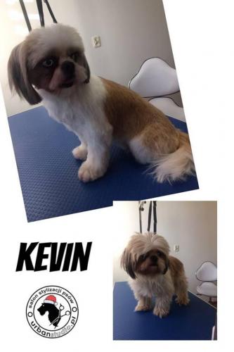 kevin