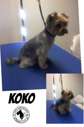 koko