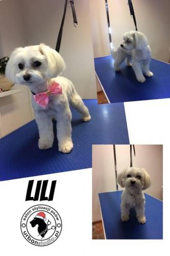 lili2