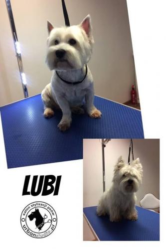 lubi