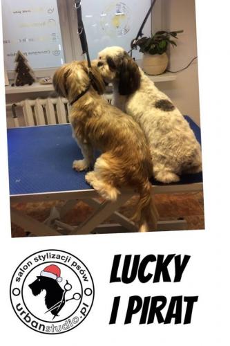 lucky-i-pirat