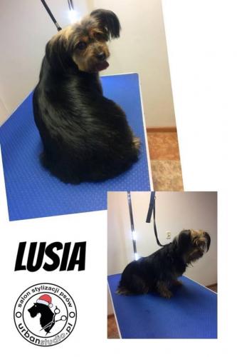 lusia