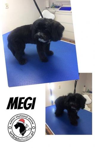 megi