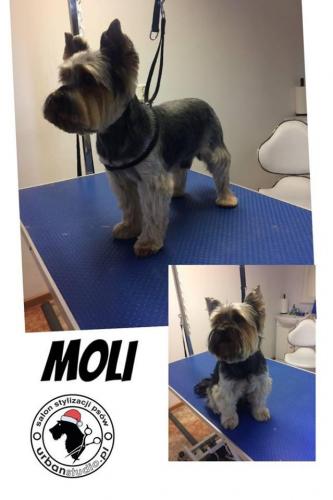 moli