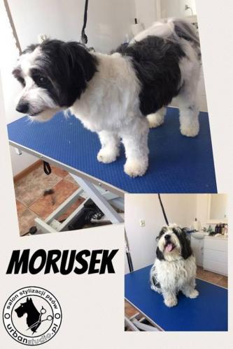 morusek