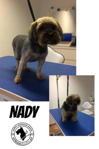 nady