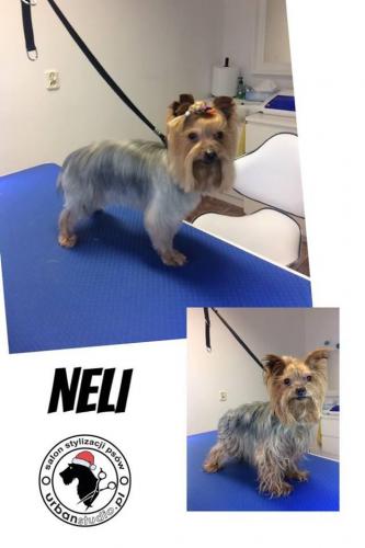 neli3