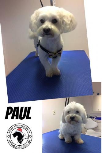 paul