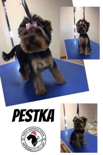 pestka