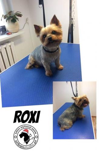 roxi2
