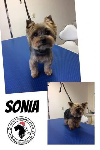 sonia