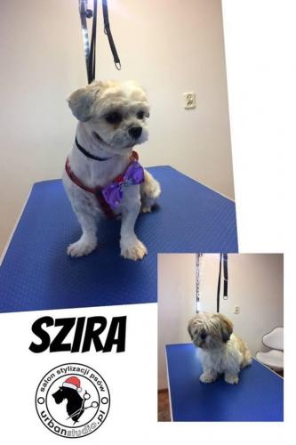szira