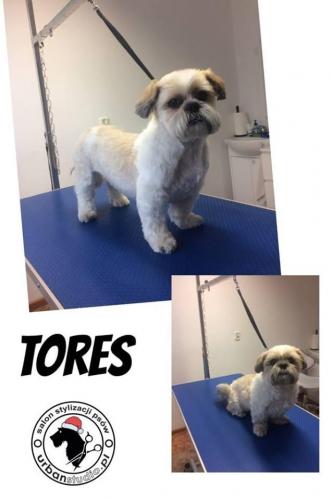 tores