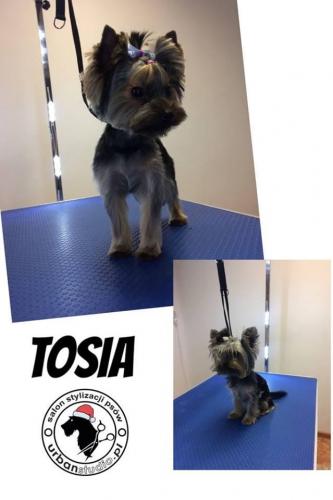 tosia