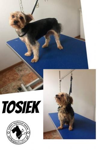 tosiek